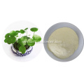 100% Natural water soluble Centella asiatica powder